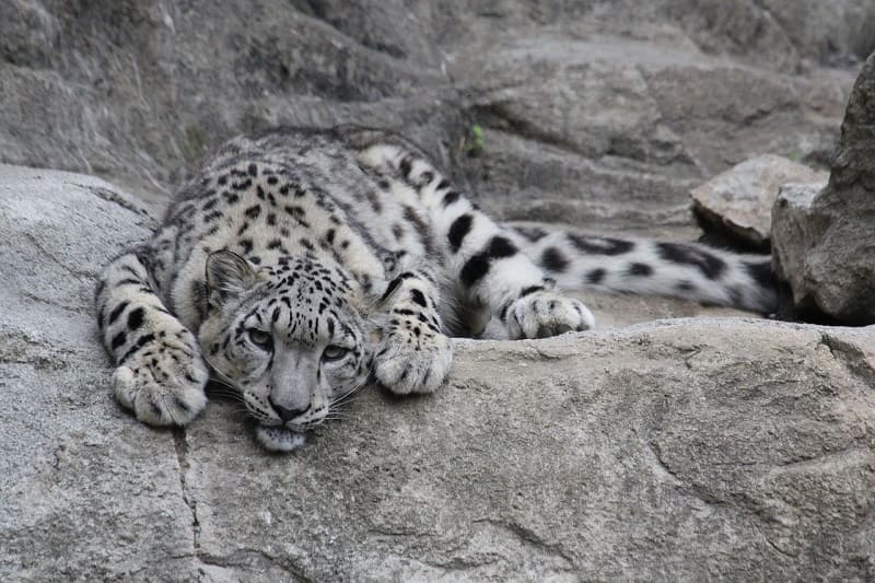 «Замороженный зоопарк» для ДНК исчезающих видов животных