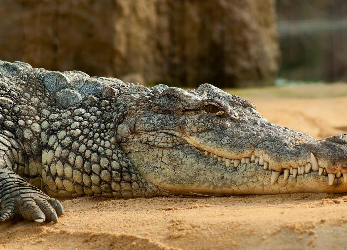 Летописи не лгут — что в Древней Руси делали гигантские крокодилы