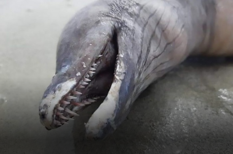 Змея без глаз и головой дельфина была найдена на пляже в Мексике
