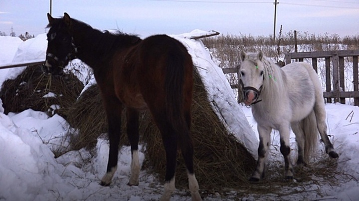 В самарском приюте для животных массово гибнут лошади