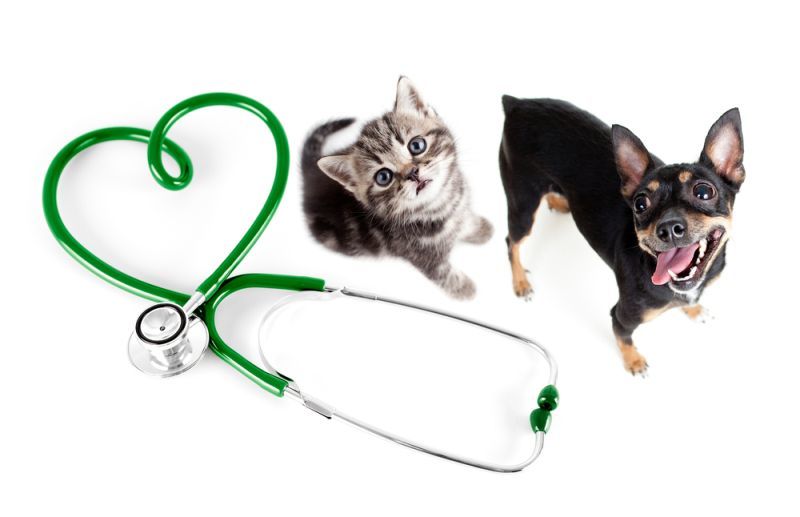 Какое оборудование необходимо ветеринарной клинике?