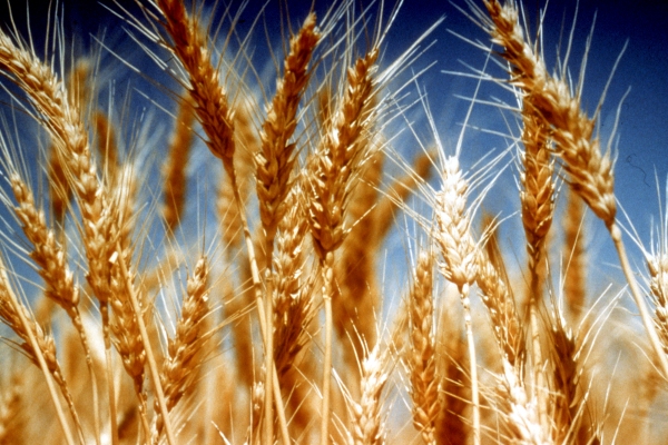 В Германии предупредили о мировом голоде без российской пшеницы