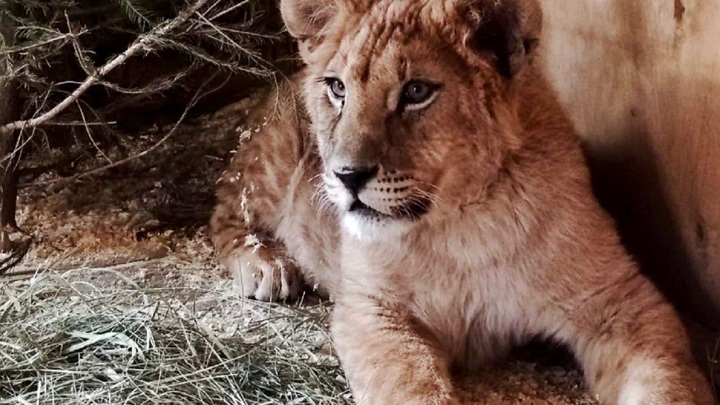 В Челябинском зоопарке появился 5-месячный львенок