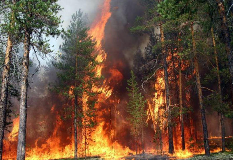 Сильный лесной пожар в Турции