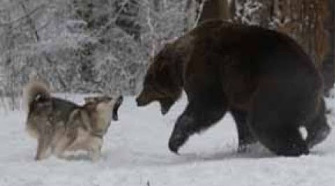 Волк против медведя. Документальный фильм