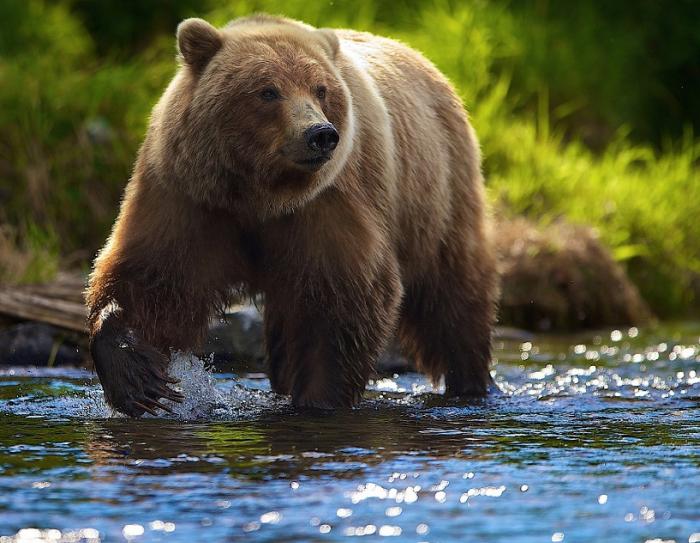 Бурые медведи - Атака и встречи. Как выжить при встрече с медведем. По Тайге без оружия (Видео)
