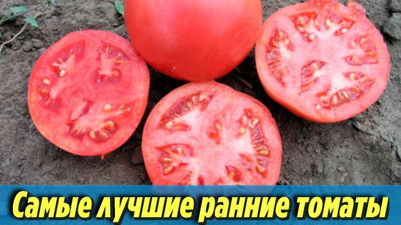 Самые лучшие раннеспелые сорта томатов Описания и характеристики ранних помидоров