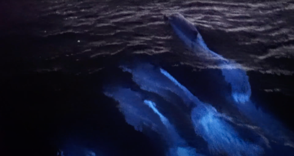 Светящиеся дельфины — Катастрофа? Не думаю