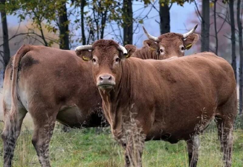 В США началась загадочная массовая гибель крупного рогатого скота