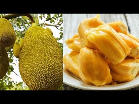 Джекфрут.  Самый крупный фрукт в мире, растущий на дереве