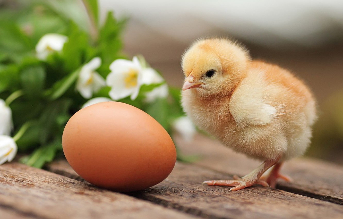 Как сказано в Бытие 1:20-22, курица появилась раньше яйца.