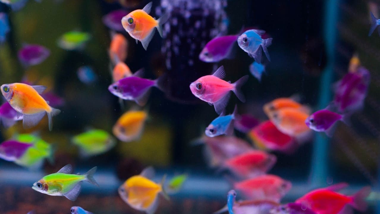 GloFish рыбки светящиеся в темноте