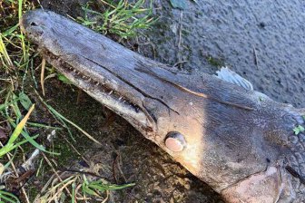 Британский подросток нашел на дороге загадочную мертвую рыбо-рептилию
