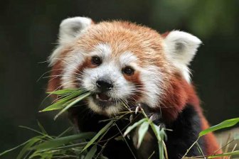 Китайские ученые открыли второй вид красных панд