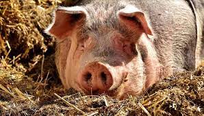 Ученые смогли «оживить» органы мертвой свиньи спустя час после смерти