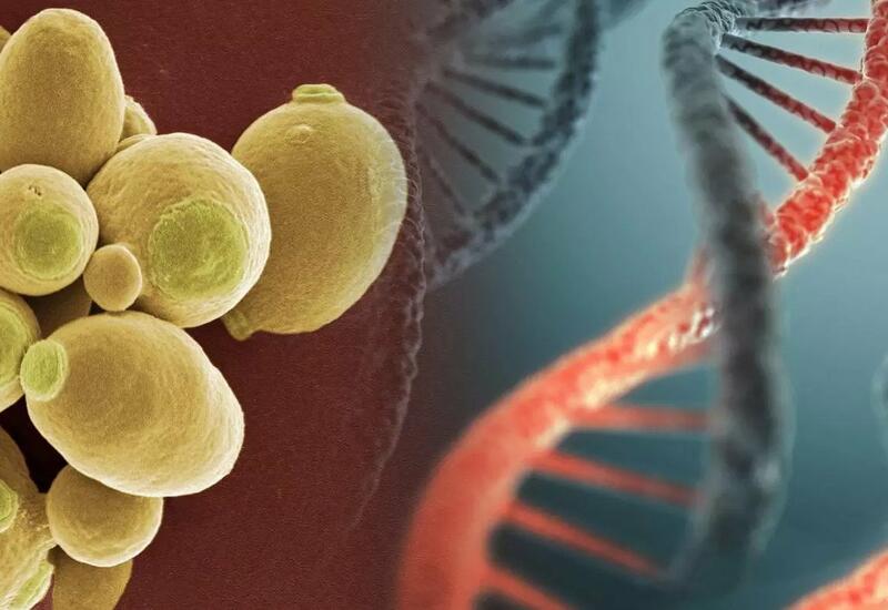 В дрожжи внедрили человеческую ДНК