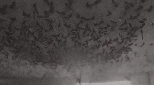 Лаборатория, финансируемая Биллом Гейтсом, разводит 30 миллионов комаров в неделю для выпуска в 11 странах