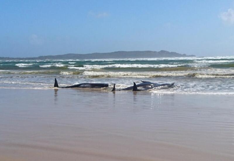 В Тасмании произошло массовое выбрасывание китов на мель.