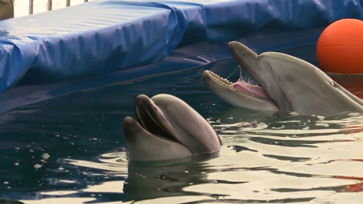 После ЧП с выброшенными дельфинами в Крыму возбуждено уголовное дело
