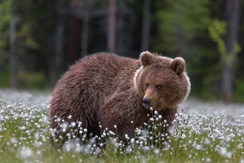 День медведя отмечается ежегодно 13 декабря