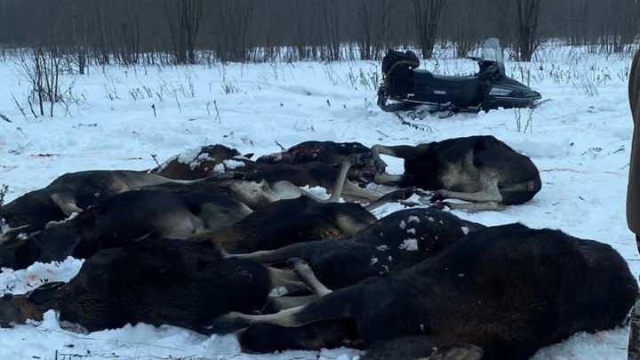 Массовое убийство лосей зафиксировано в Ярославской области