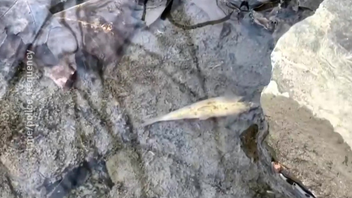 В Огайо находят мертвую рыбу в реке после крушения поезда с химикатами