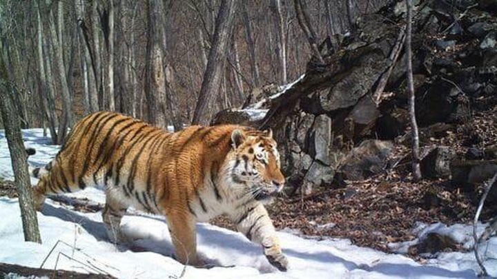 Раненный тигром житель Хабаровского края находится в крайне тяжелом состоянии