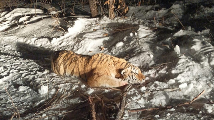 В Приморье поймали тигра, державшего в страхе жителей нескольких сел
