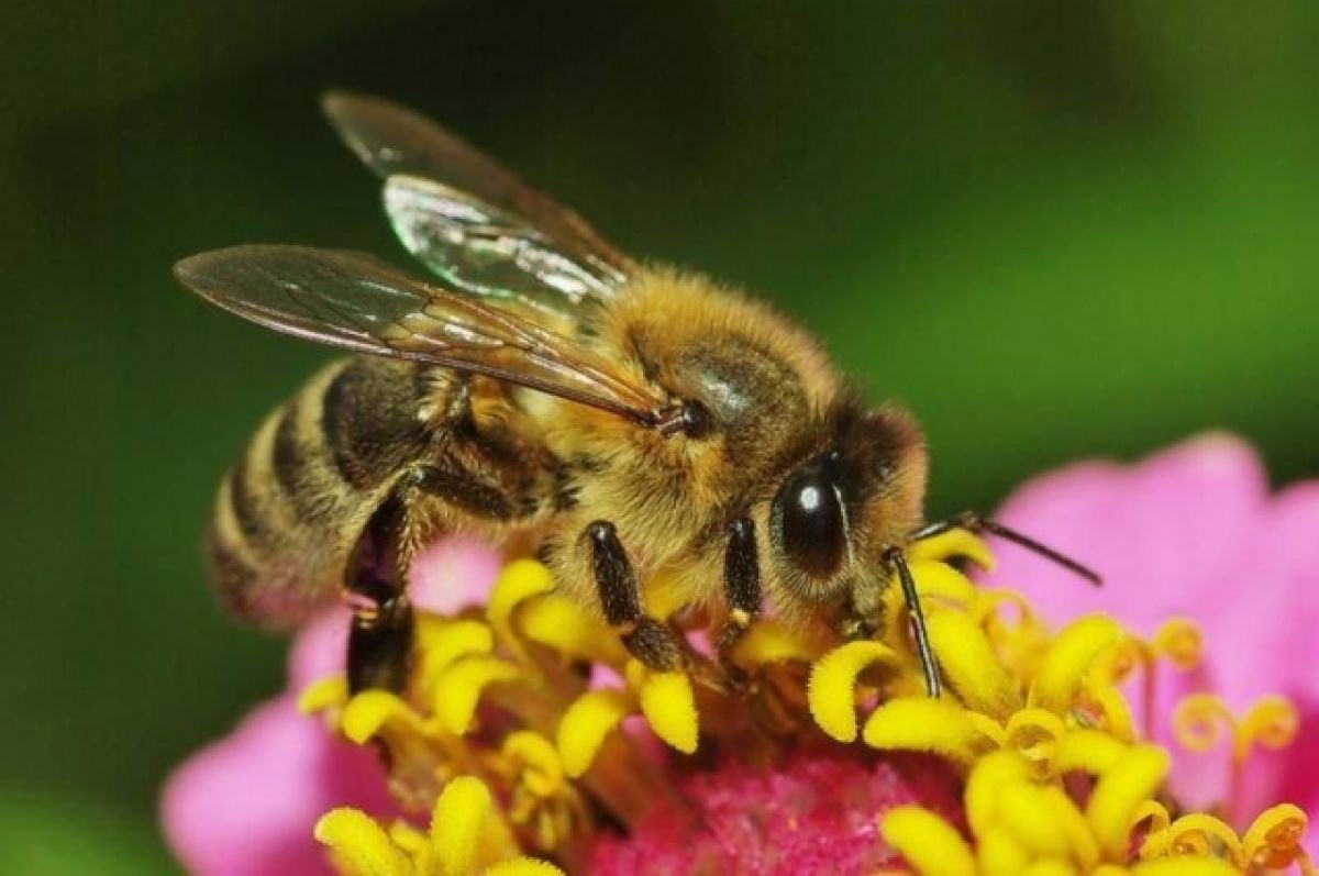 Мир без пчёл: 10 последствий вымирания насекомых-опылителей
