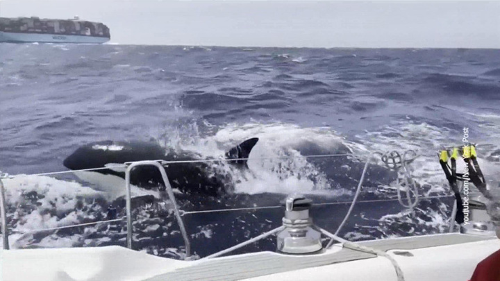 Месть китов-убийц: косатки таранят и топят суда в Средиземном море