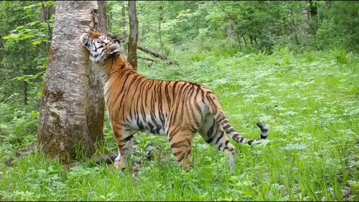 Тигрица устроила фотосессию на лесной поляне