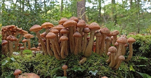 Самый большой живой организм на Земле – этот гриб.