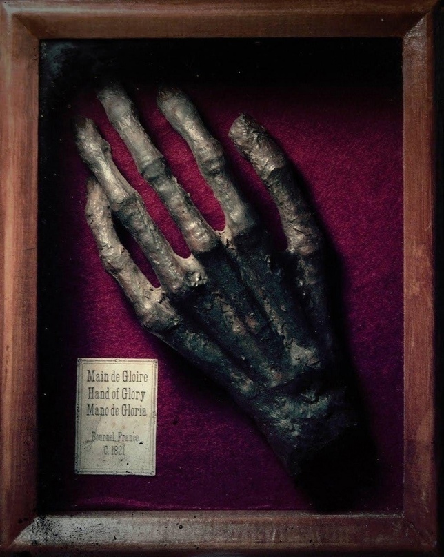 Рука Славы. Музей Уитби, Англия
