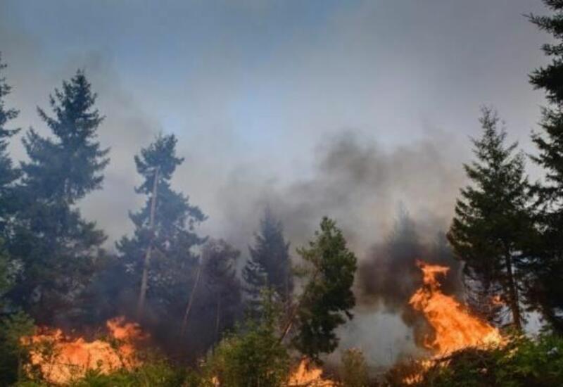 Лесной пожар в Кемере не могут потушить двое суток