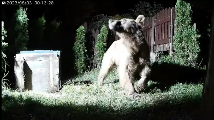 Медведь повадился воровать мед на пасеке в Сочи