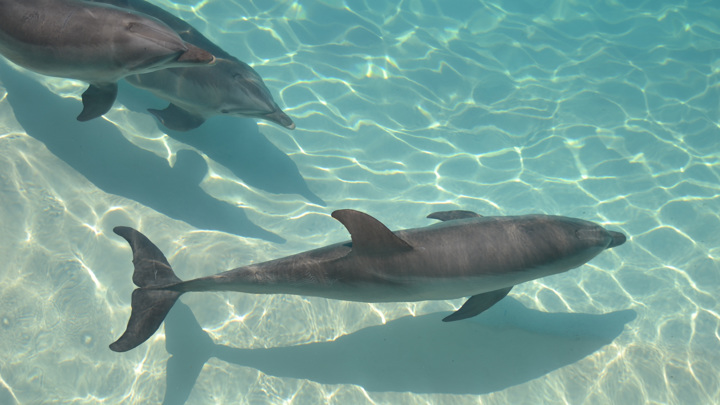 Игра или охота? Туристам советуют не доверять дружелюбию дельфинов