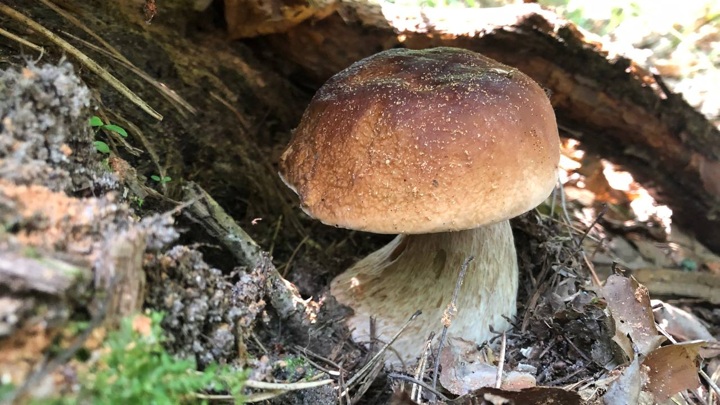 Пять подростков отравились сырыми грибами в лагере в Ленобласти