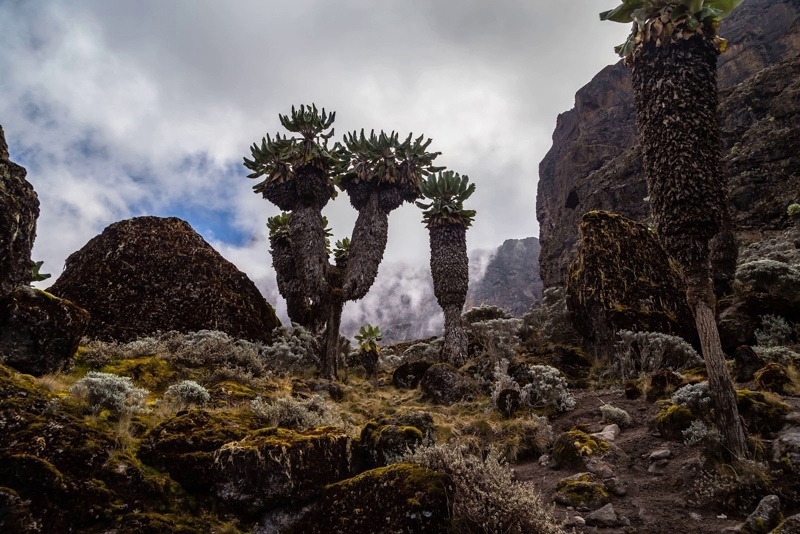 Доисторический лес Килиманджаро