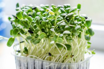 о пользе микрозелени для здоровья
