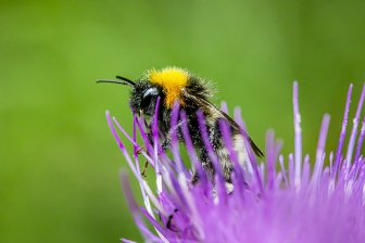 Пчелам сложно найти цветы из-за загрязнения воздуха