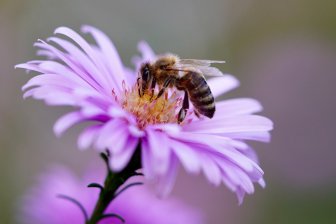 Загрязнение воздуха уменьшает способность пчел чувствовать запах цветов на 90%