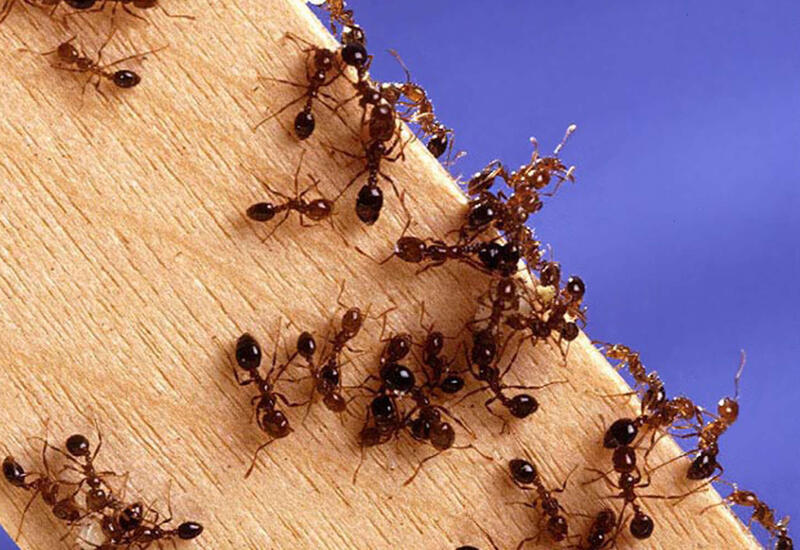 Один из самых опасных видов муравьев впервые добрался до Европы