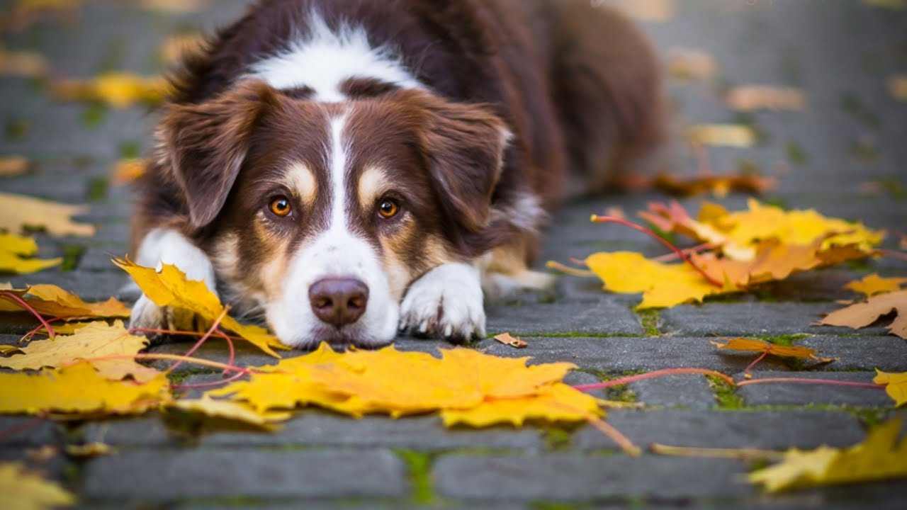 Осенние опасности для собак