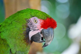 Карибские попугаи, считавшиеся эндемичными, на самом деле являются реликтами тысячелетнего вымирания