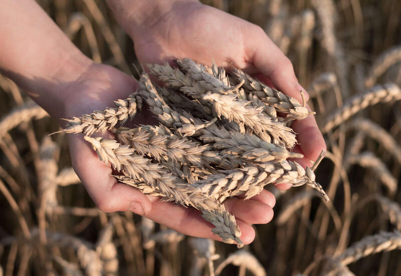 Иран наращивает закупки российской пшеницы