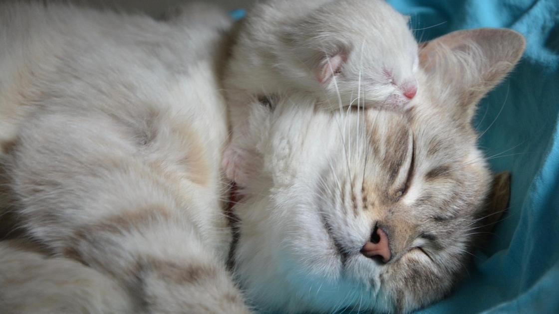 Кошачья радость материнства