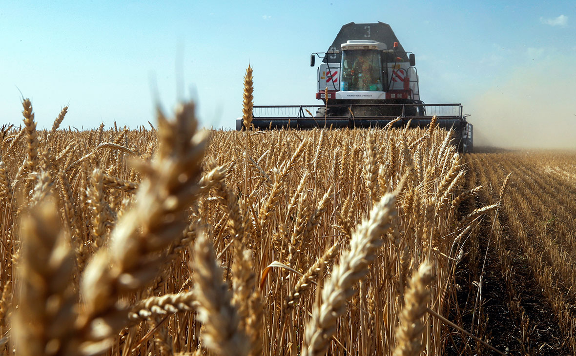 Рекордного урожая зерновых в России не ожидается