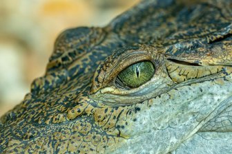 Ученые составили генеалогическое древо крокодилов, проливающее свет на их эволюцию