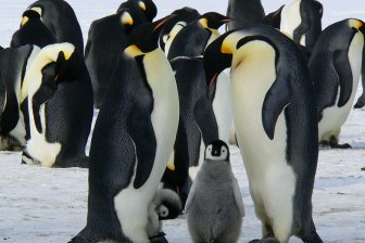 Гнездящиеся антарктические пингвины спят 4-секундными интервалами 10 000 раз в день
