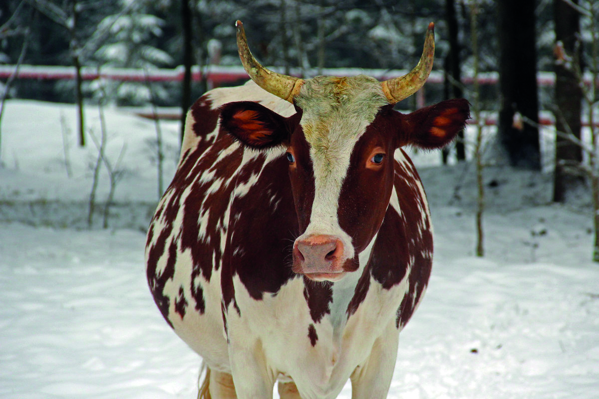 Как согреваются коровы зимой